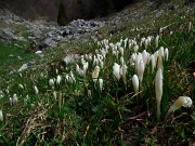 28 dove fioriscono crocus...